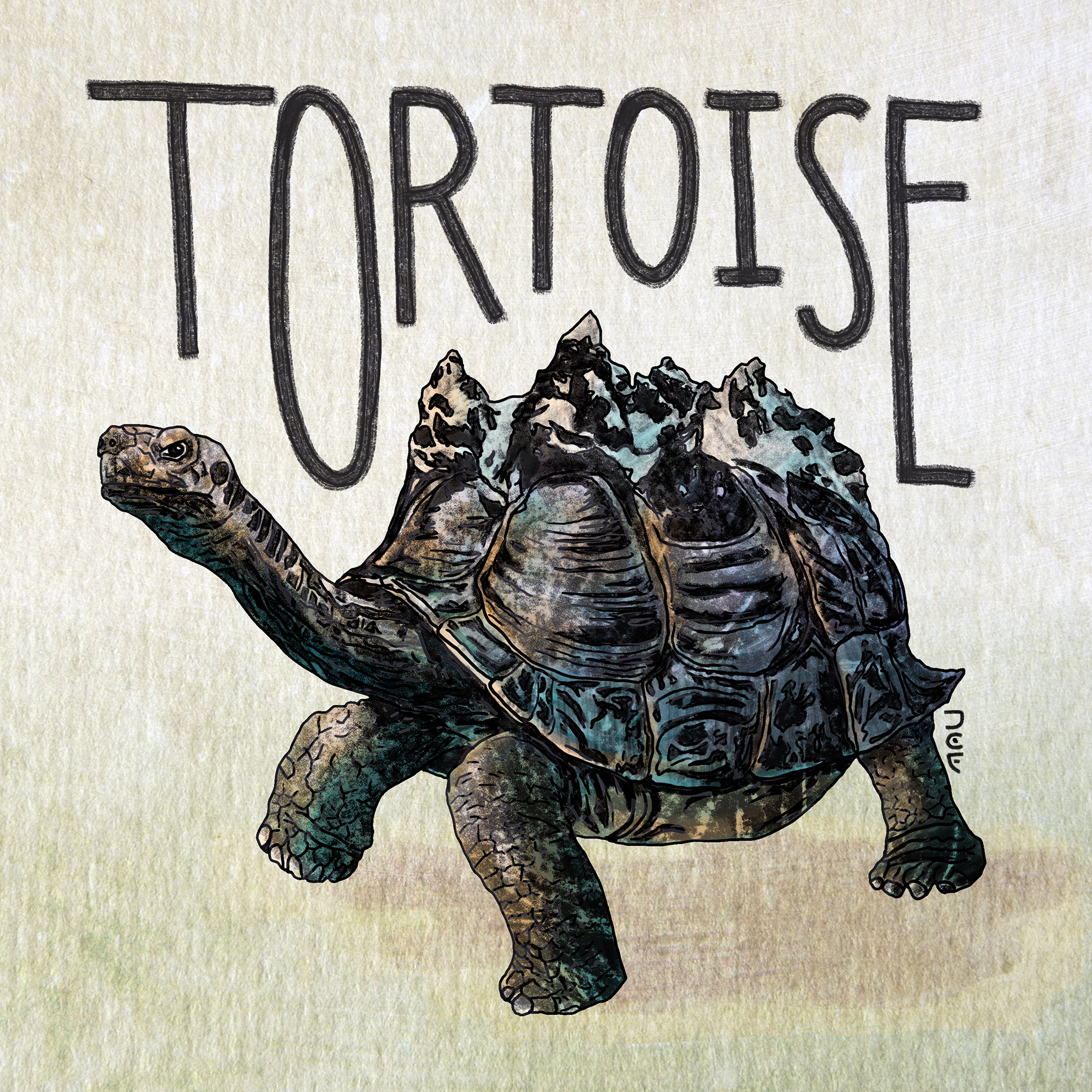 T is for Tortoise