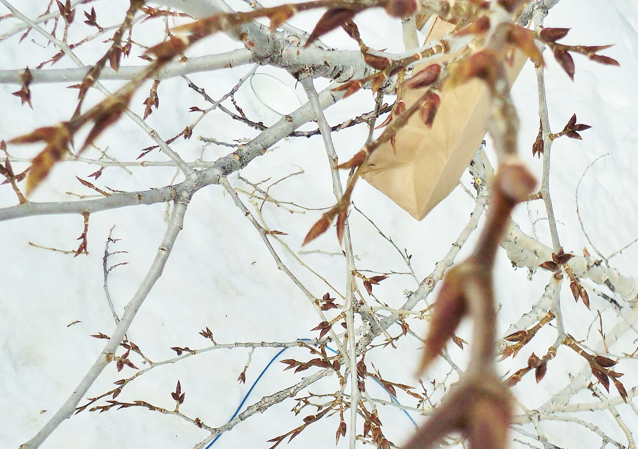 Paper bags are my favorite collecting vessel for the sticky buds!