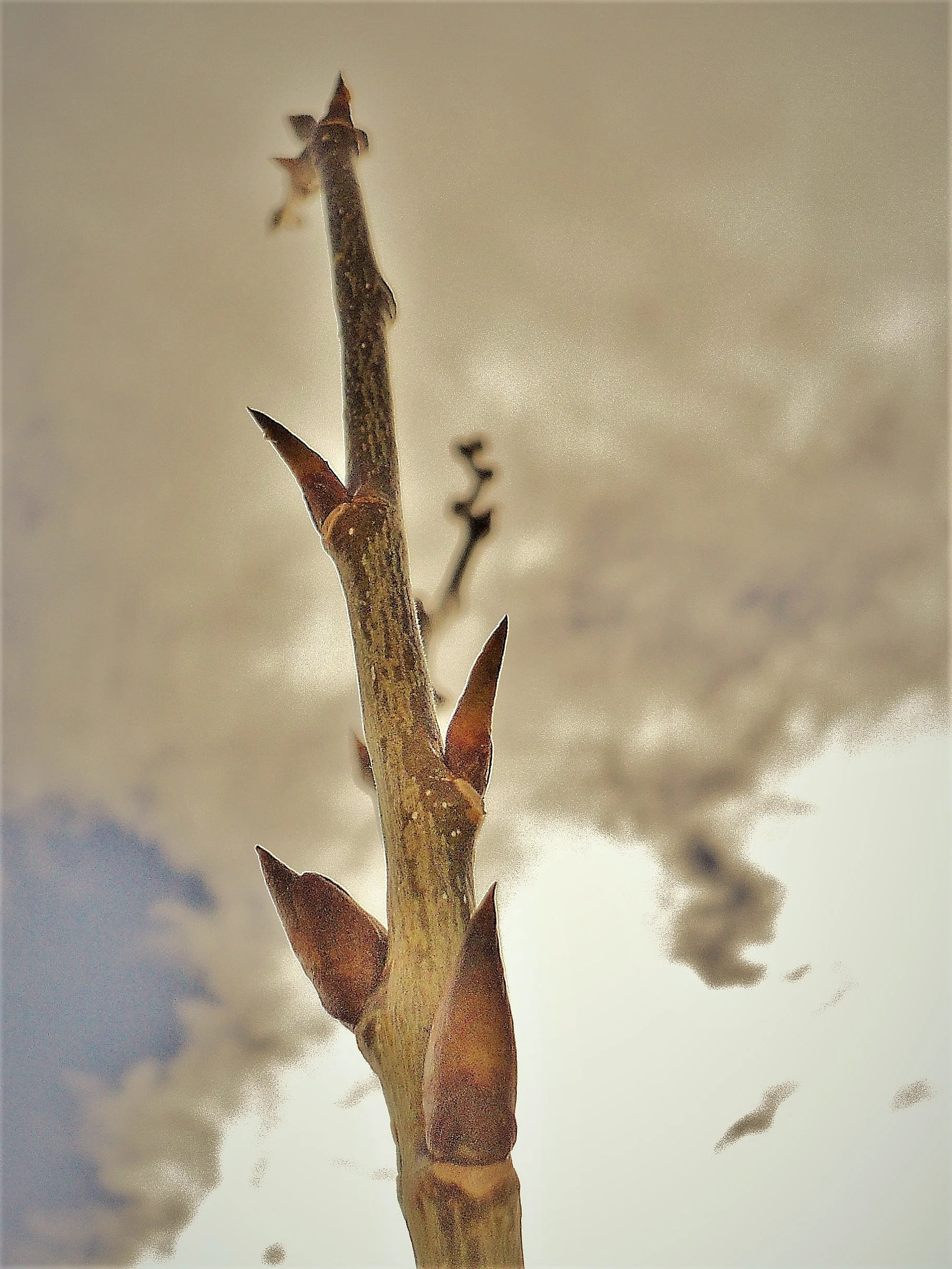 Reaching for sky! 