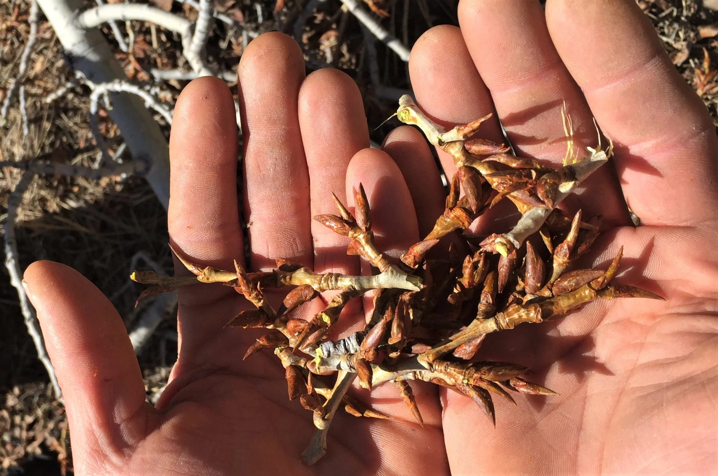 Cottonwood Buds: Healing with the Matriarch