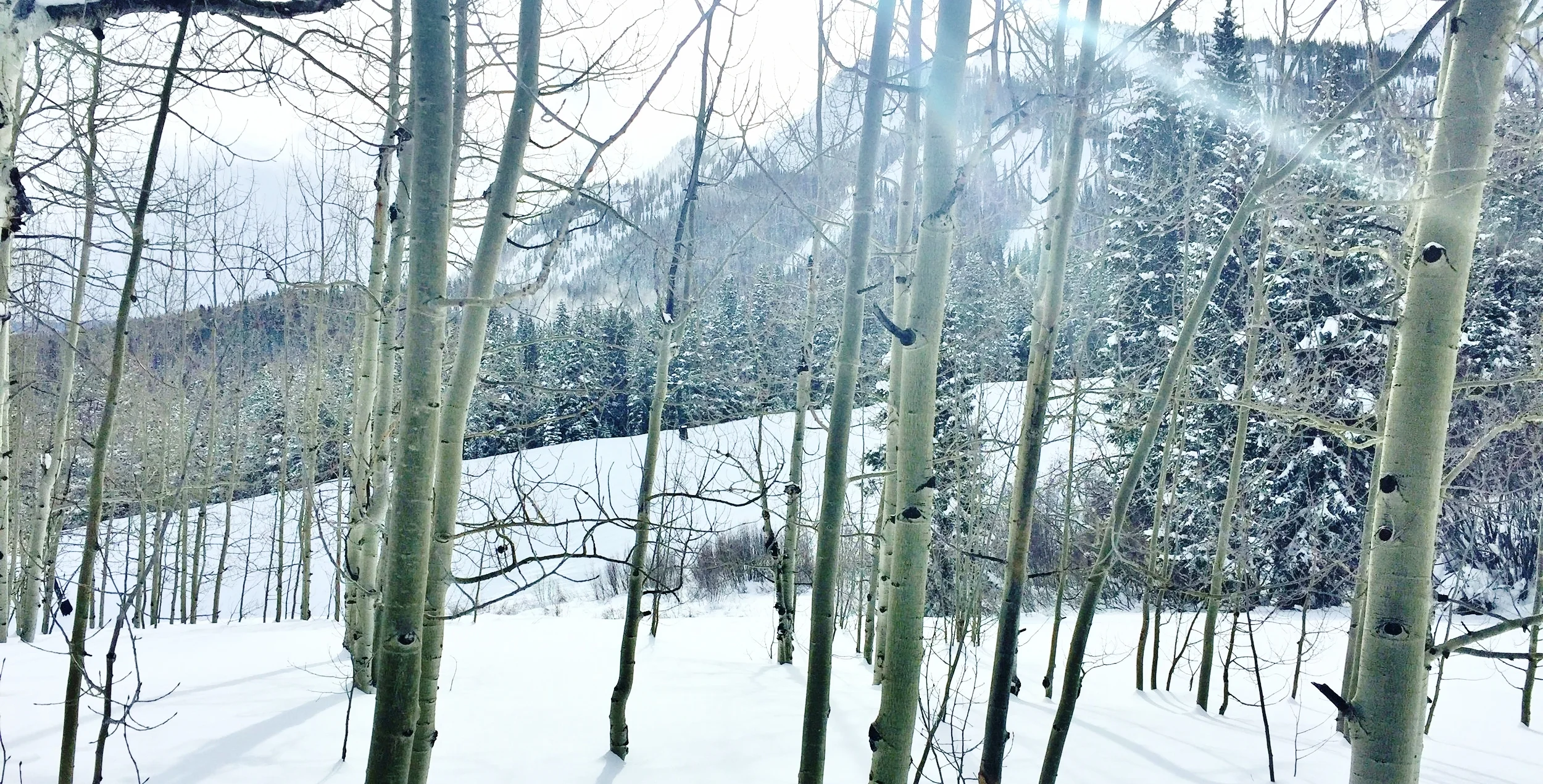 Foraging a Frozen Land