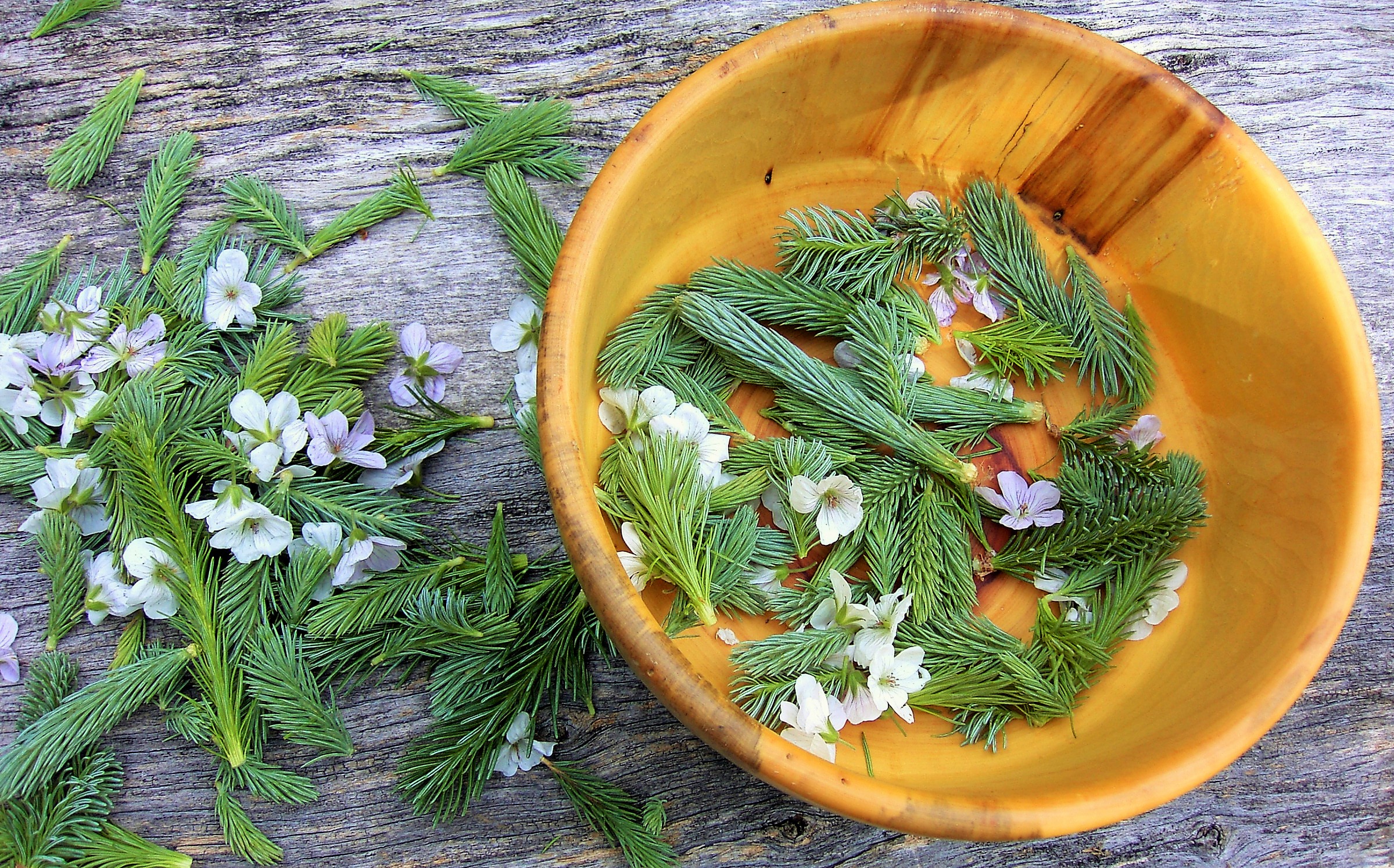 Spruce tips and blossoms.JPG