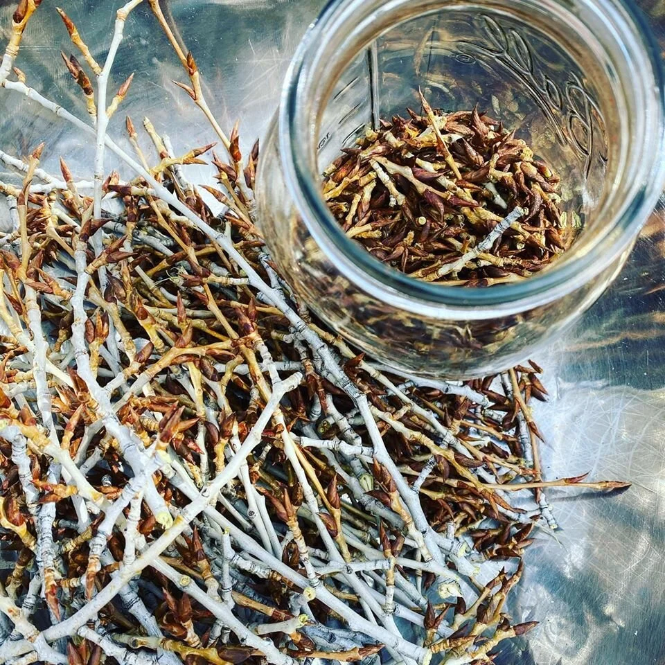 Cottonwood Buds Healing with the Matriarch — Colorado Real Soap Company