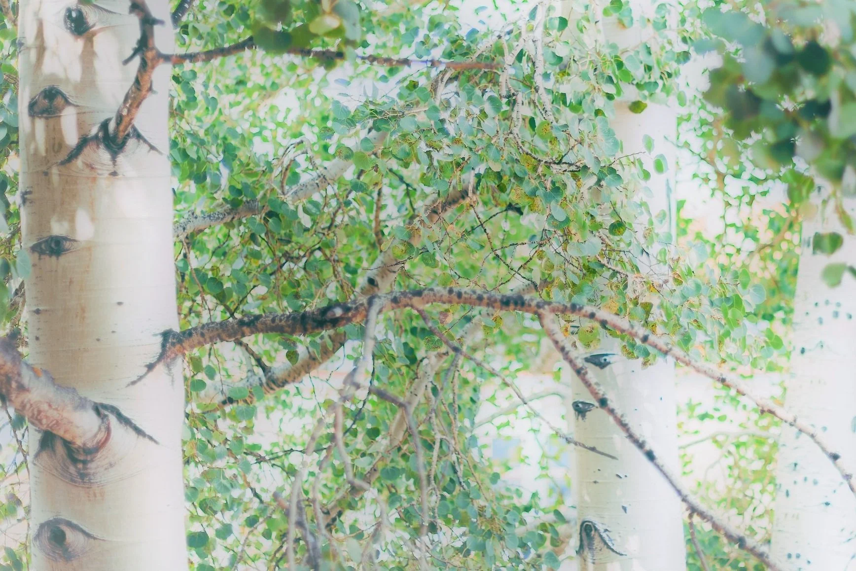 Gift Cards! For online shopping