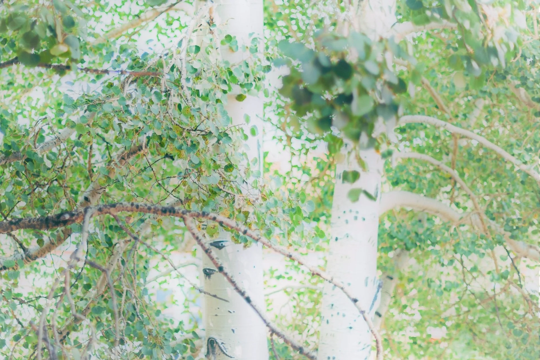 Request an unlisted product