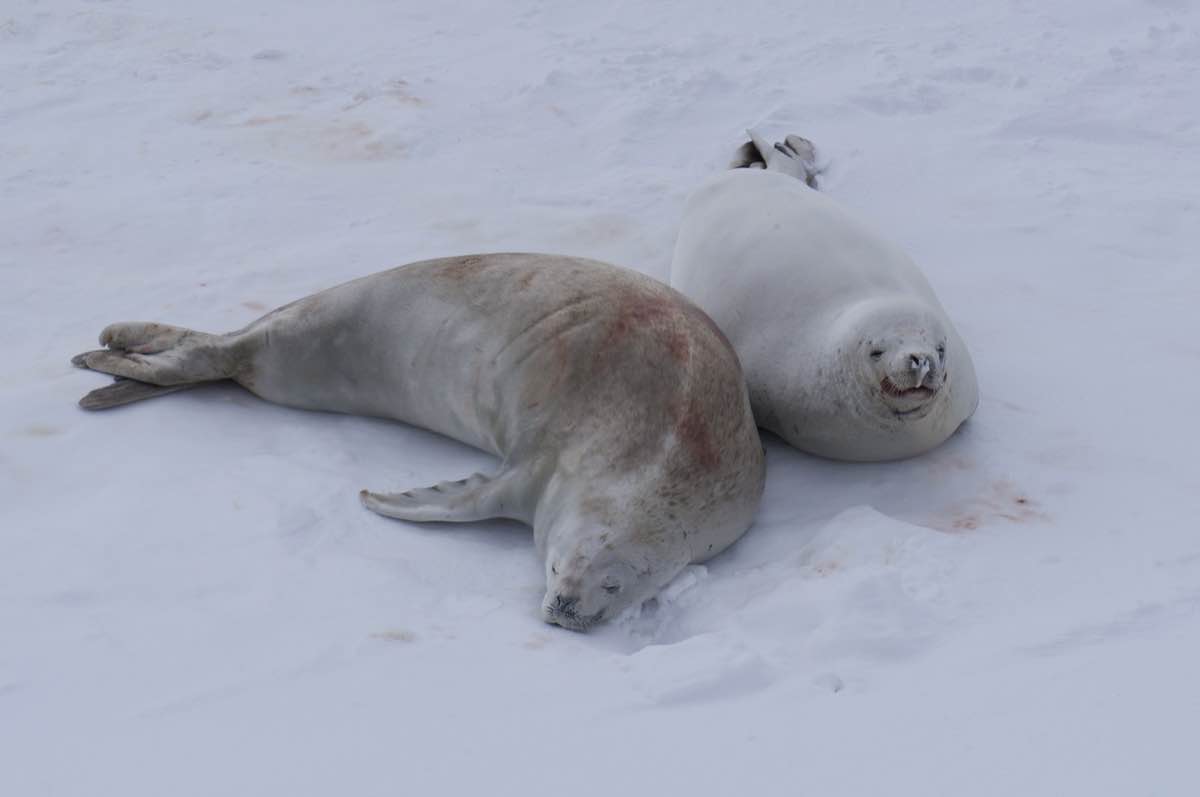 Antarctica Seals.jpg