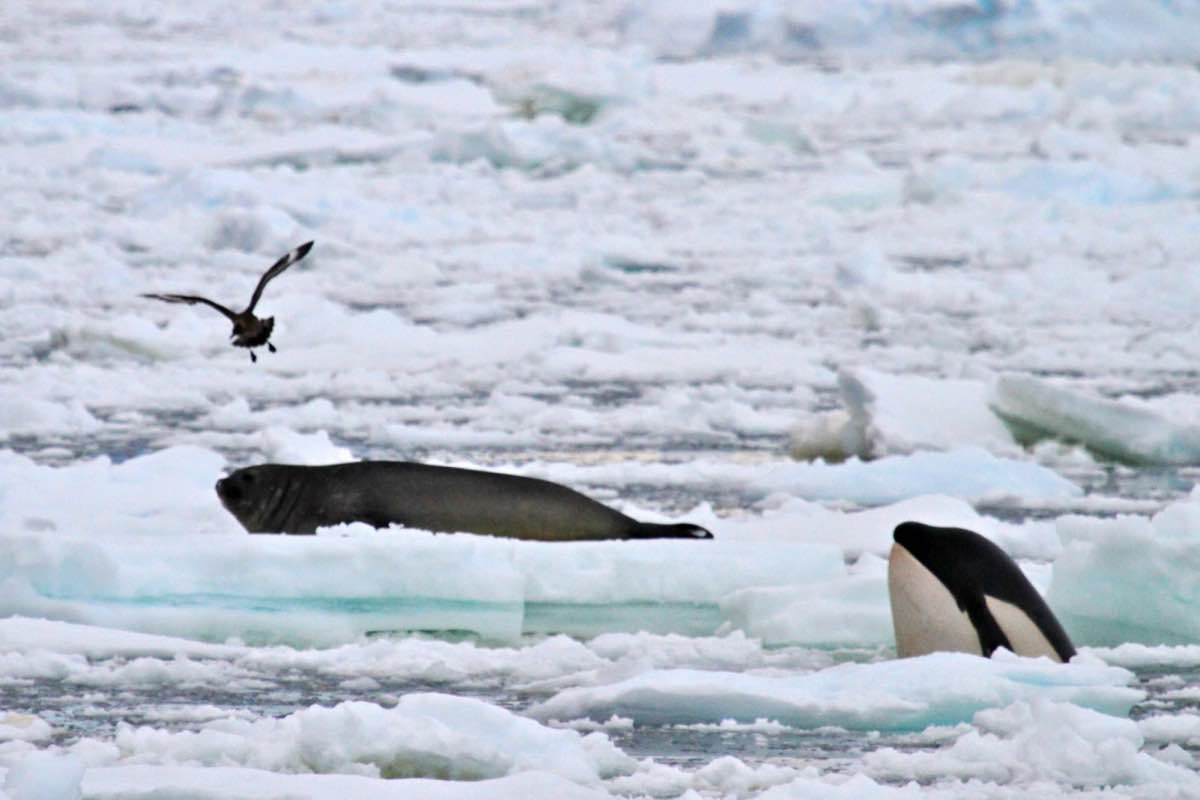 Orca+035.jpg