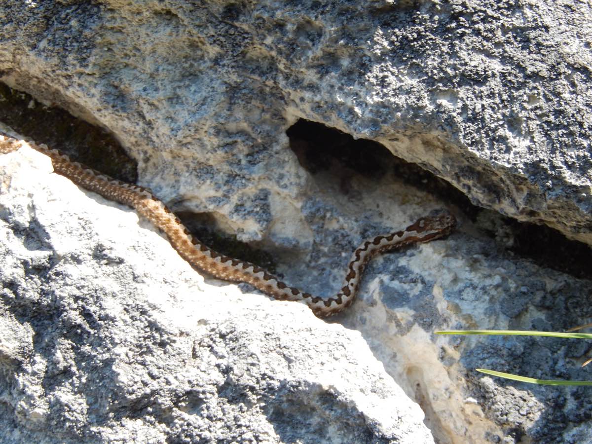 snake.jpg