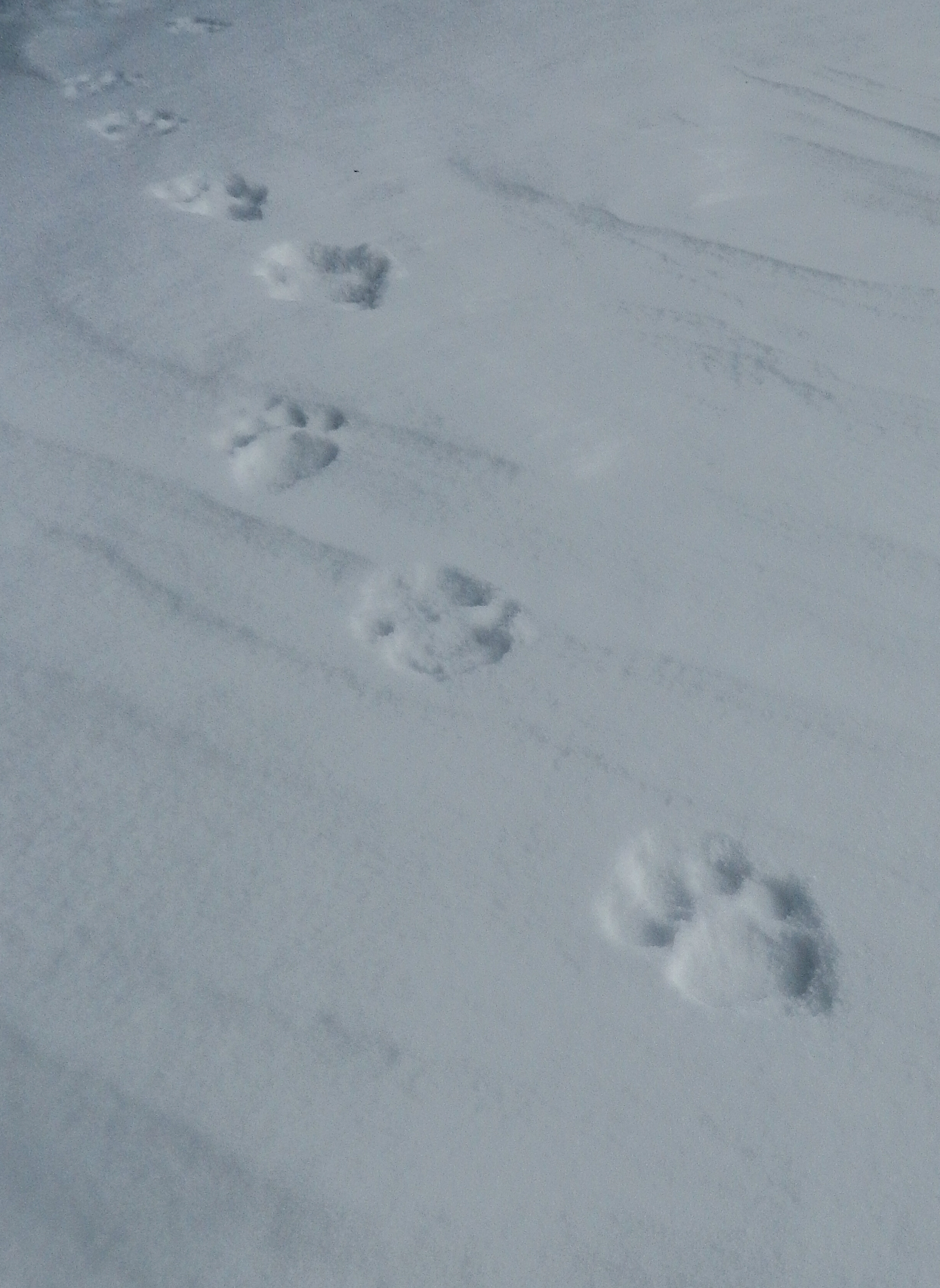 Snow Leopard tracks near high camp