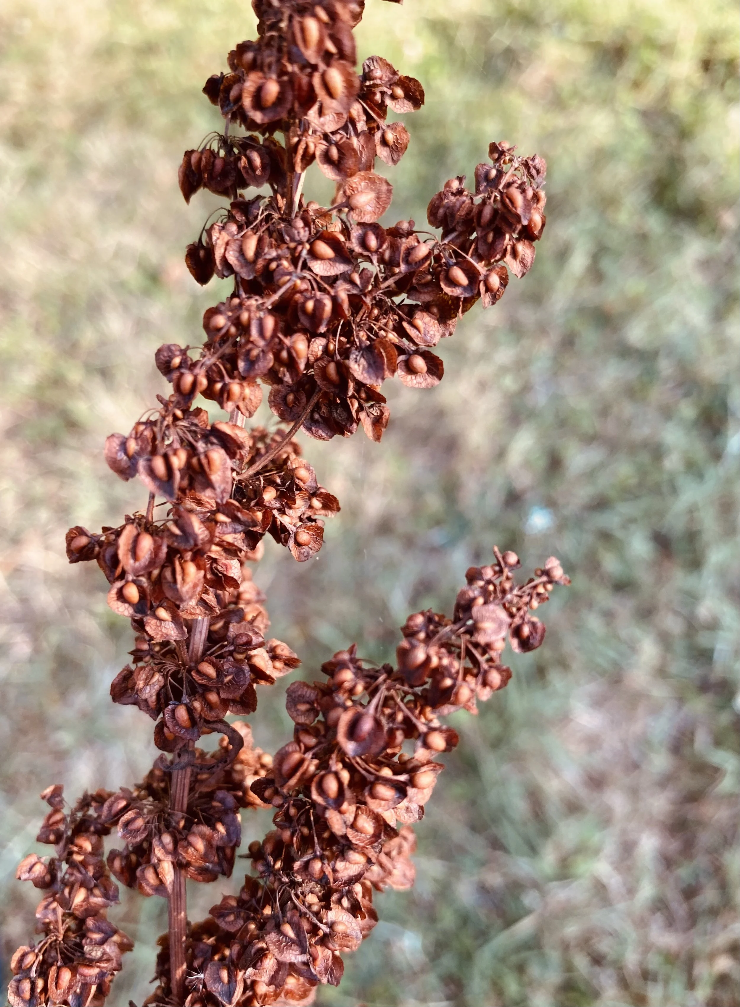 IMG_5821 3.jpeg