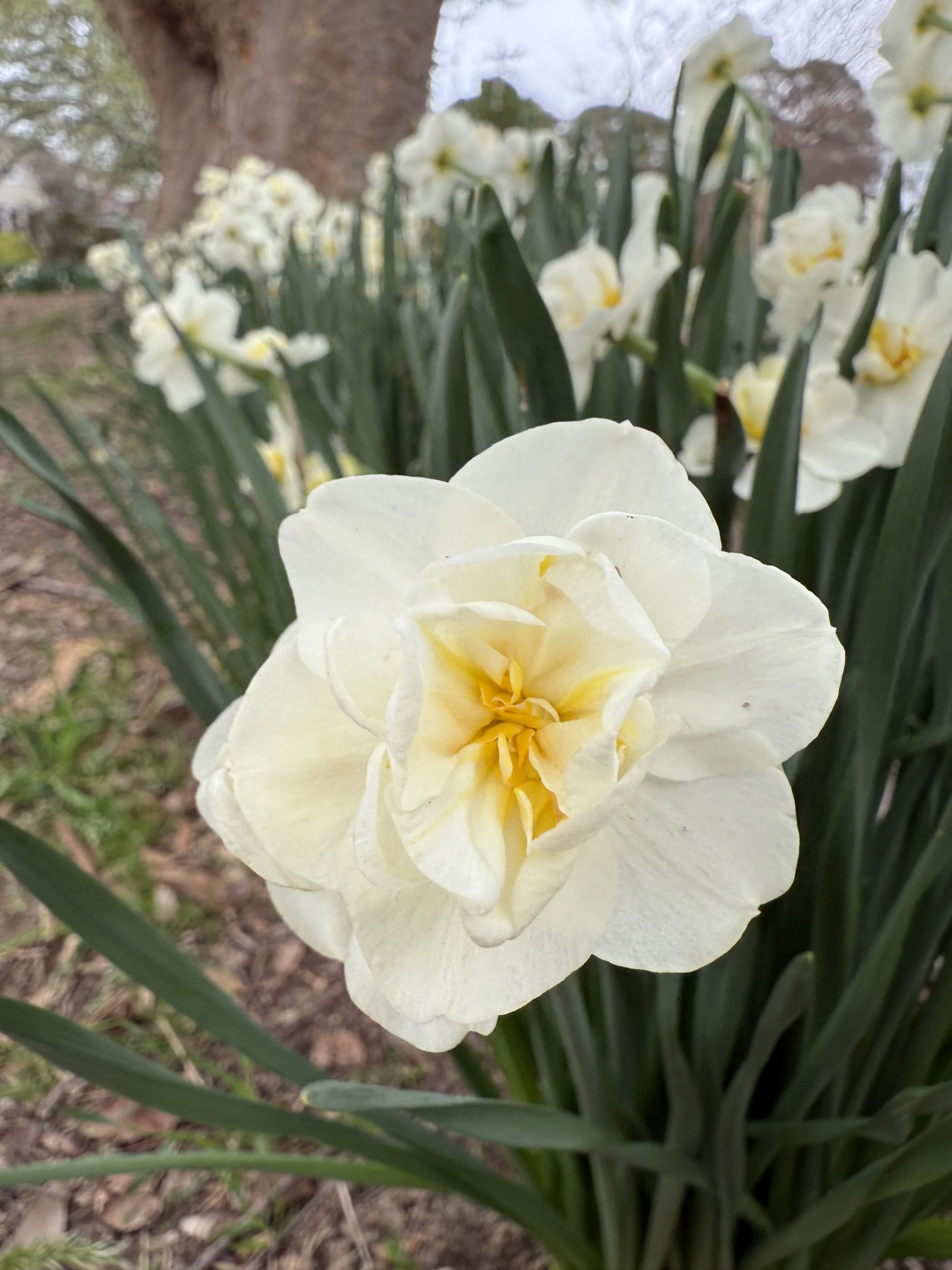 IMG_0620.jpeg
