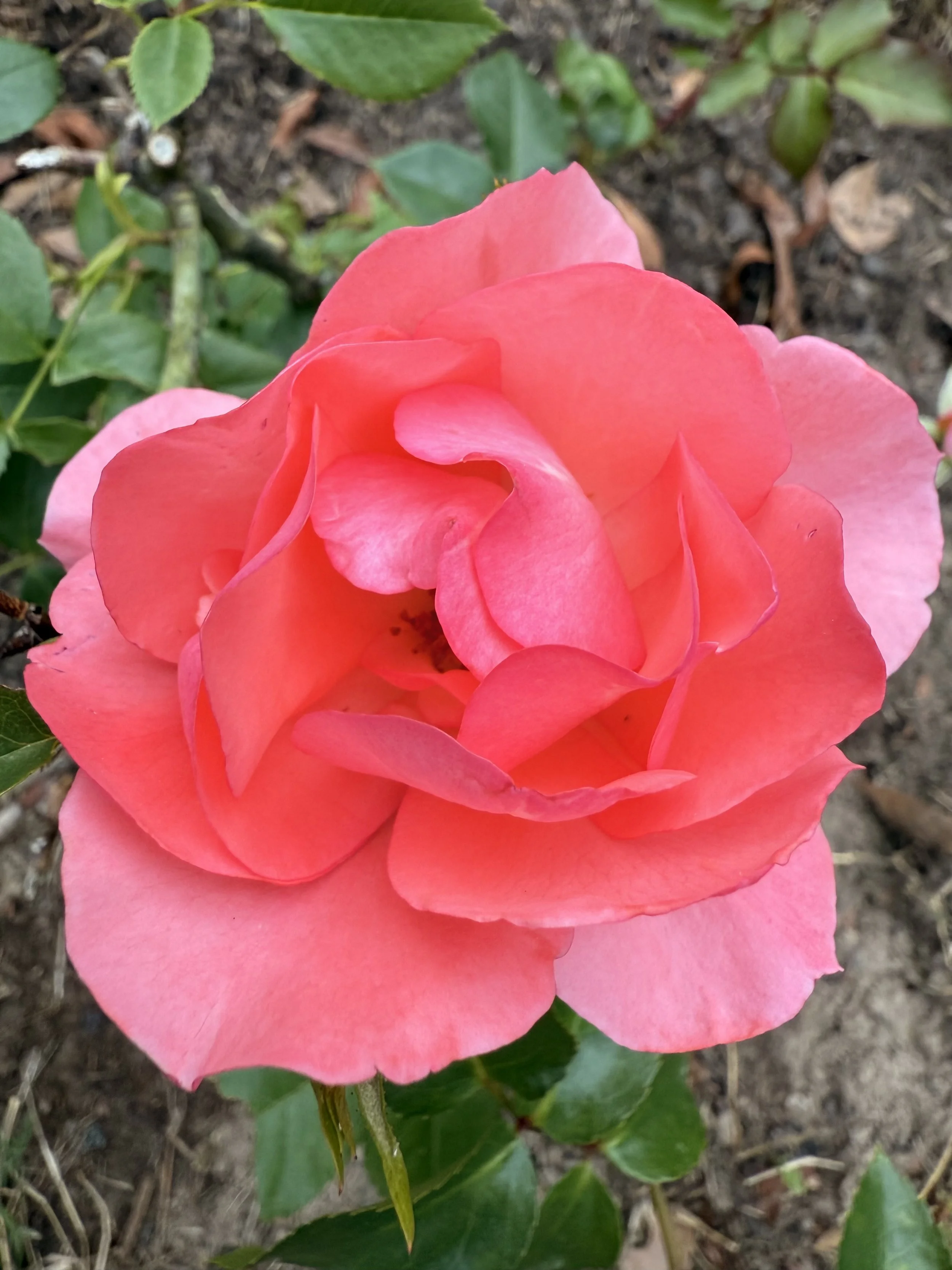 IMG_1985.jpeg