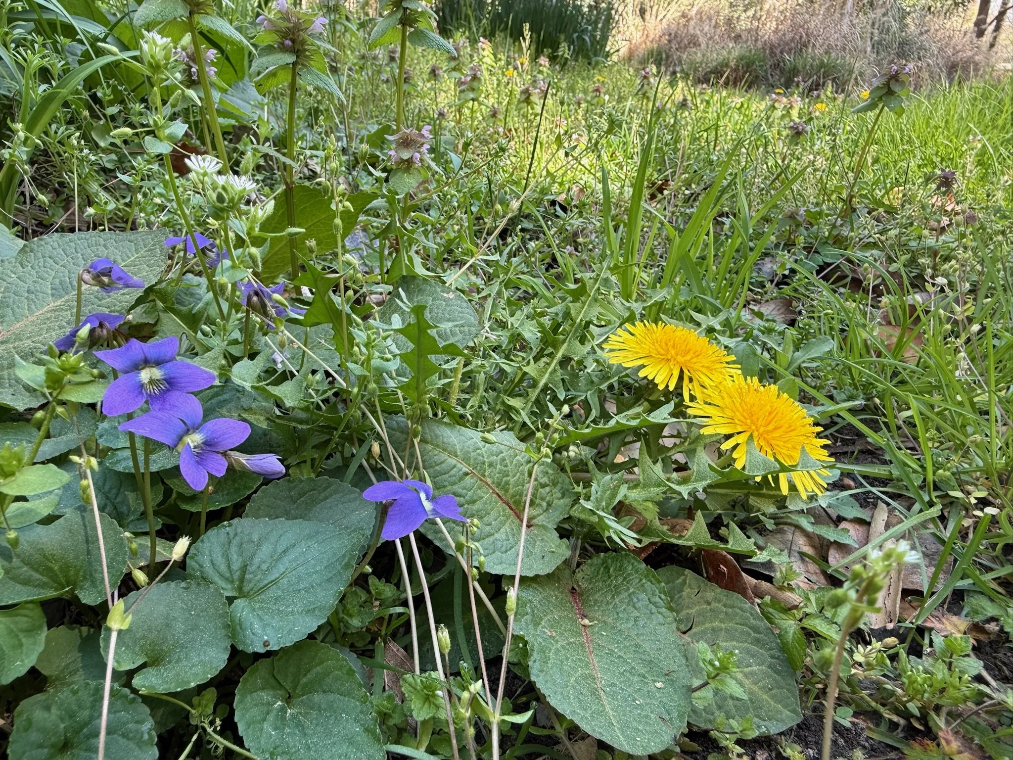 IMG_6233.jpeg