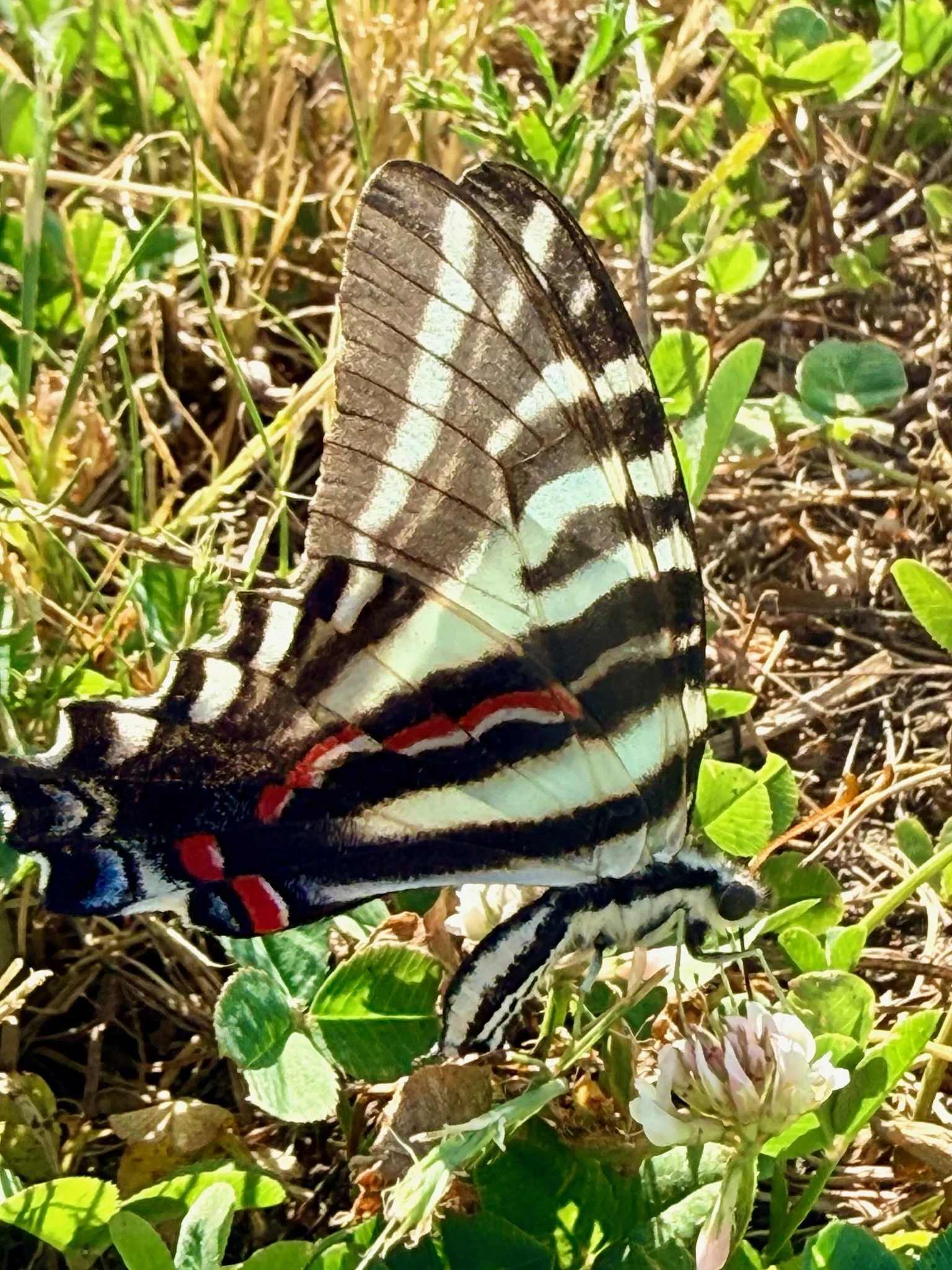 IMG_7067.jpeg