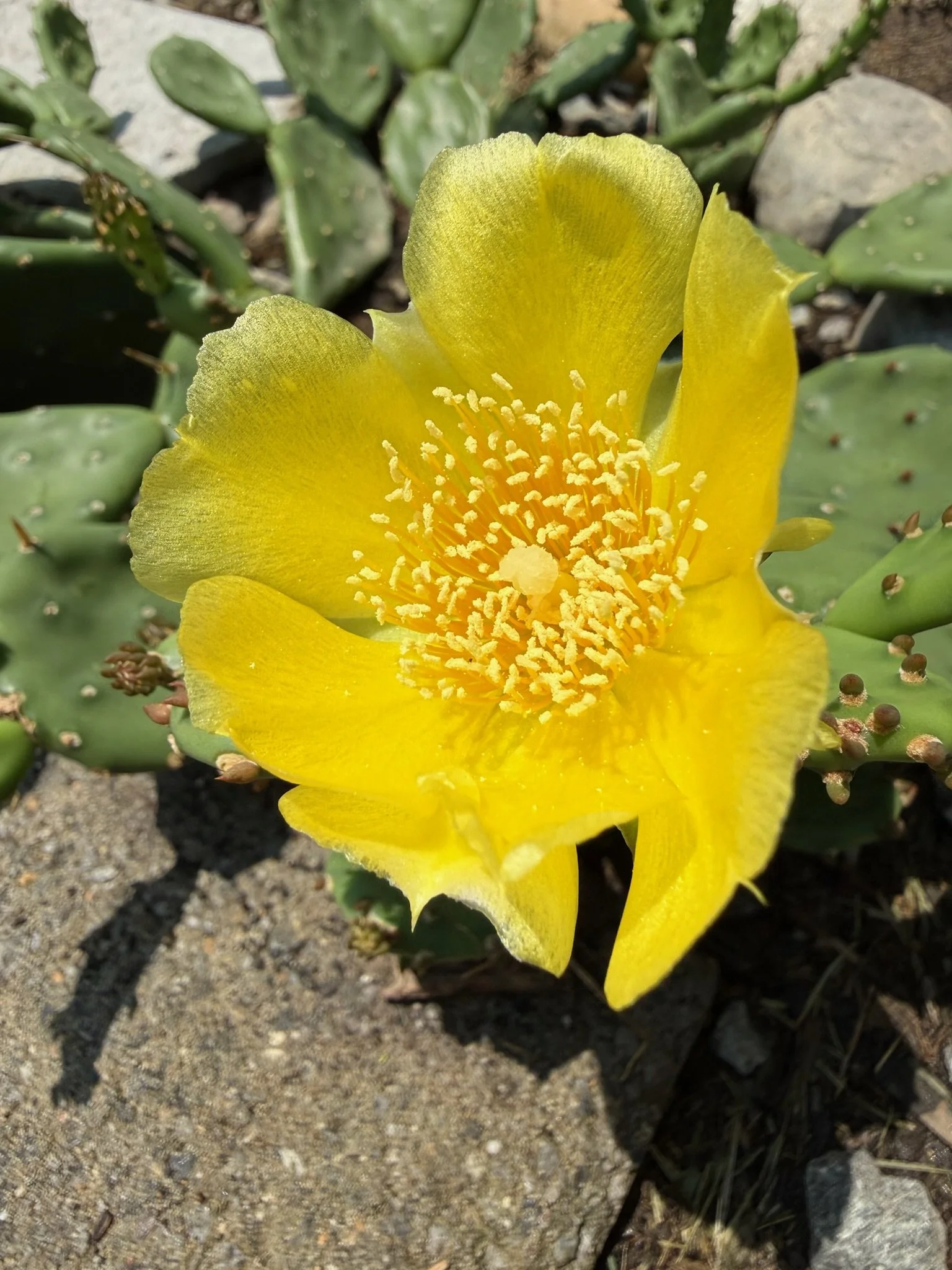 IMG_7994.jpeg