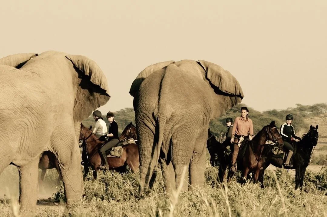 Experiencing a visit with a herd of elephants on horseback is a truly unique and unforgettable experience.