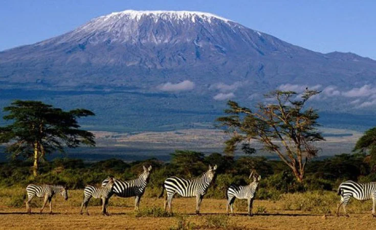The backdrop of Mount Kilimanjaro casts a dramatic shadow across the Serengeti, where all manner of African wildlife roam free.