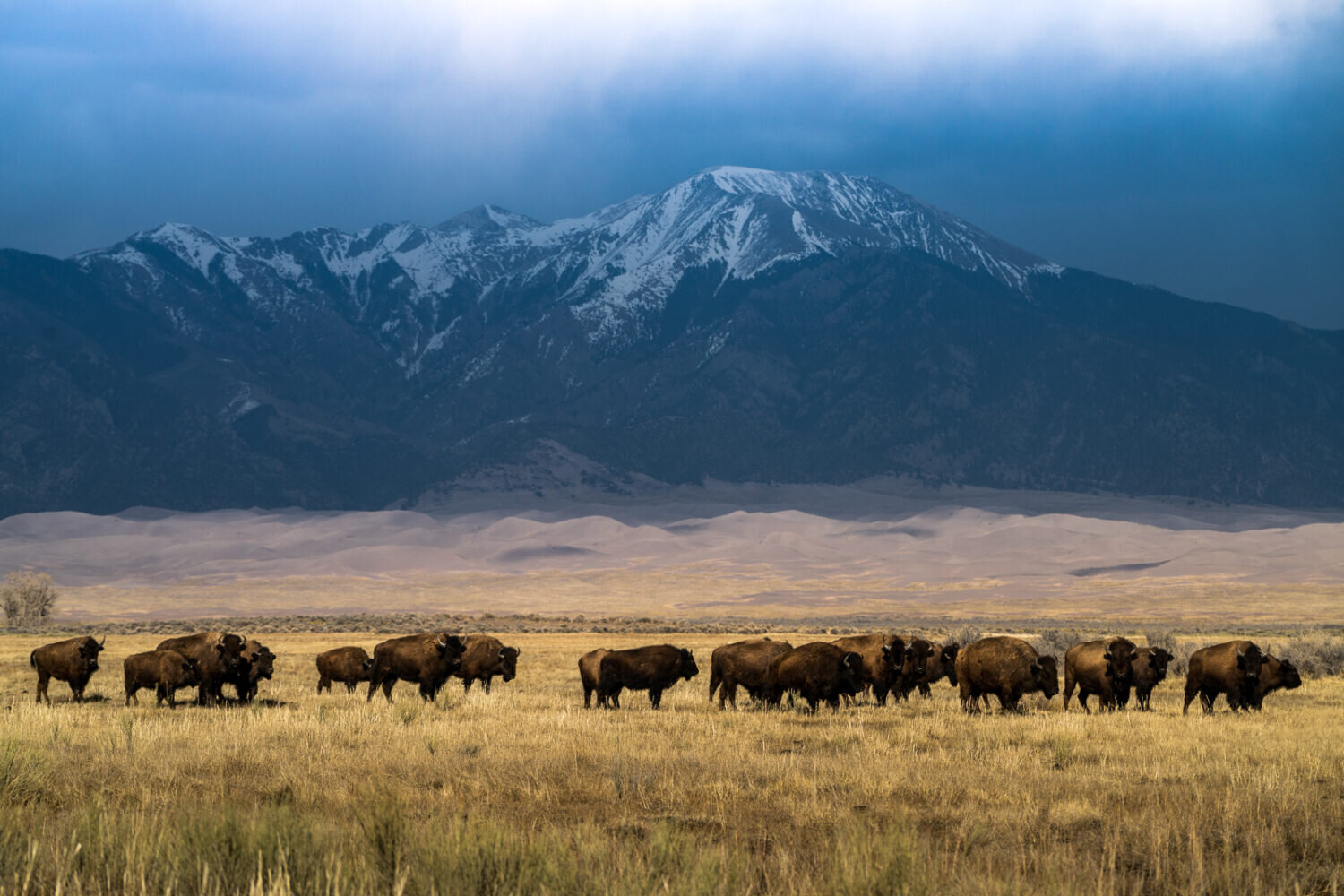 Wild Bison Colorado (Copy) (Copy) (Copy)