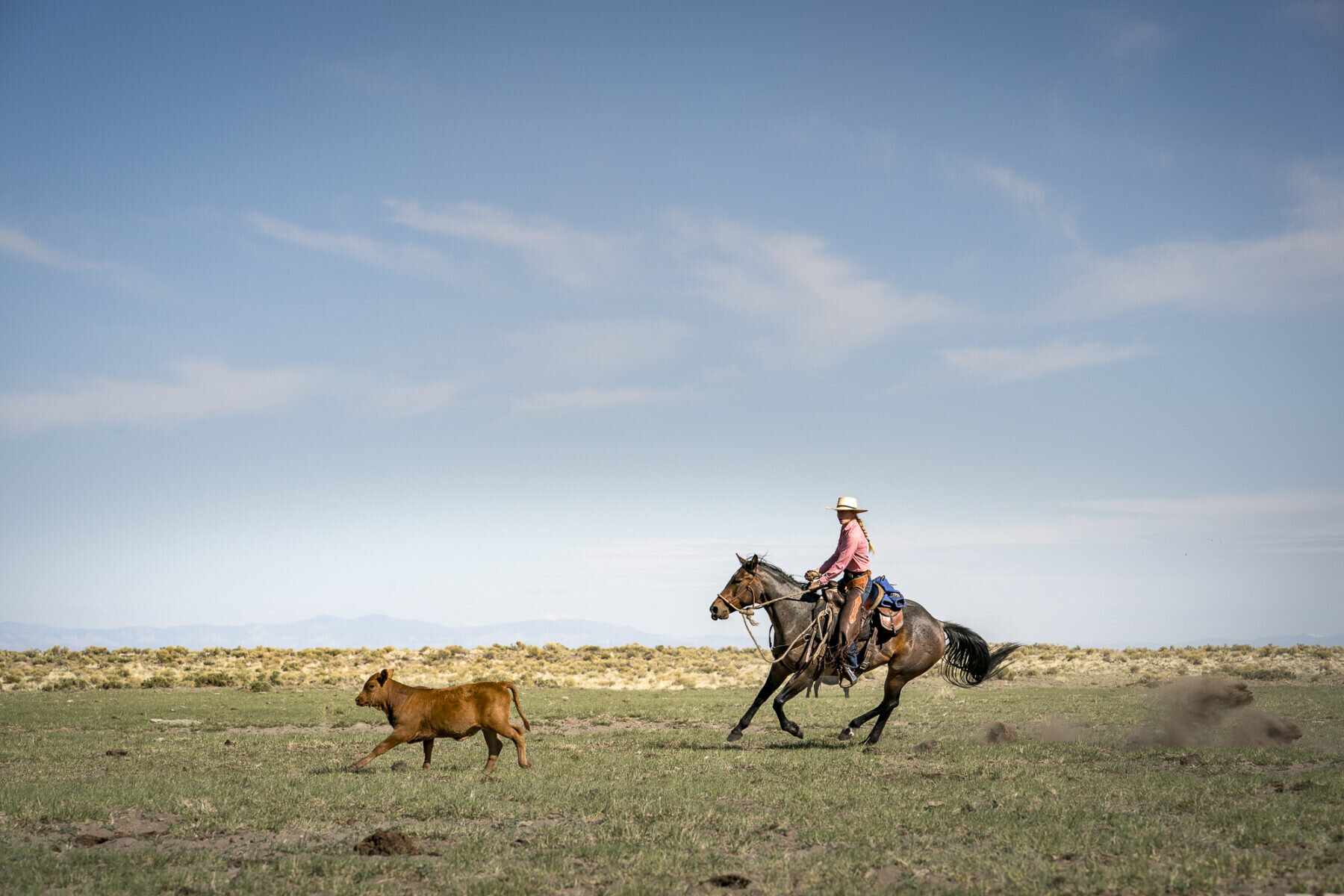 Working Cattle at Zapata Ranch in Colorado (Copy) (Copy) (Copy)