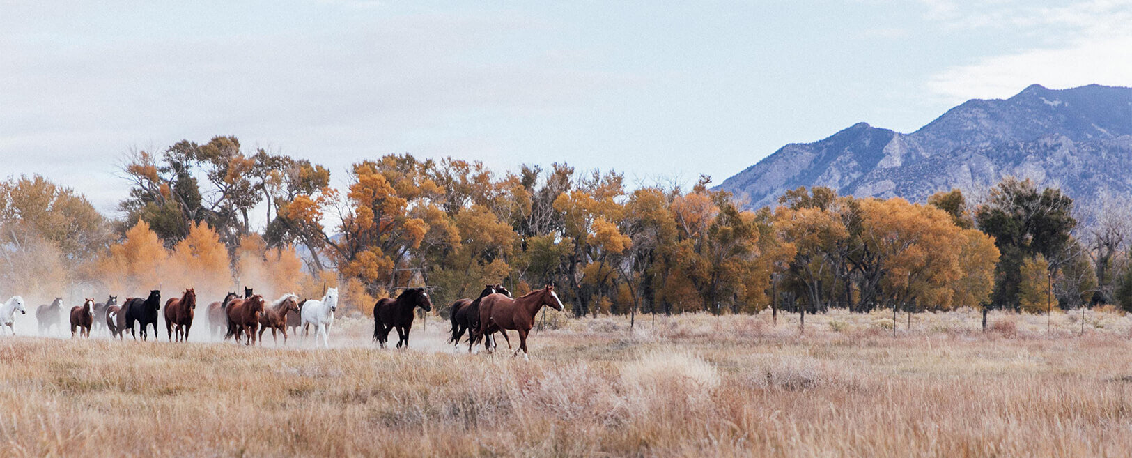 Horses at Zapata Ranch (Copy) (Copy) (Copy)
