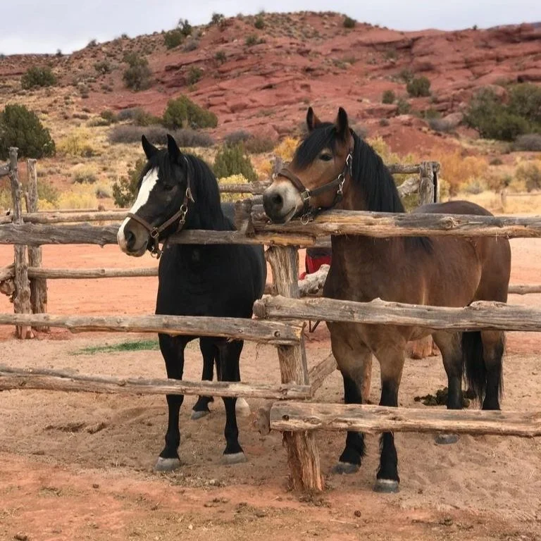 Guest Horse Guidelines