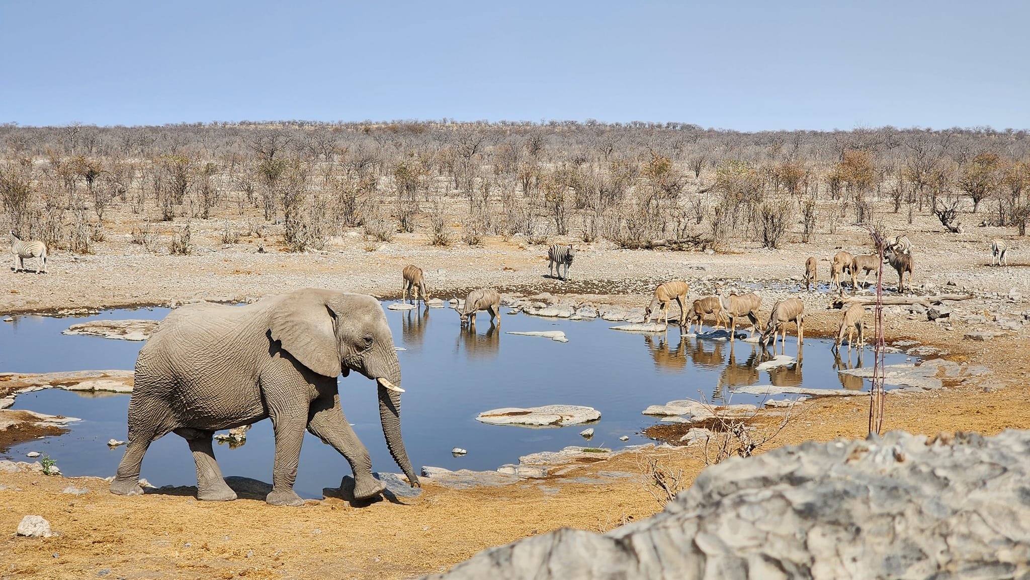 Etosha.jpg