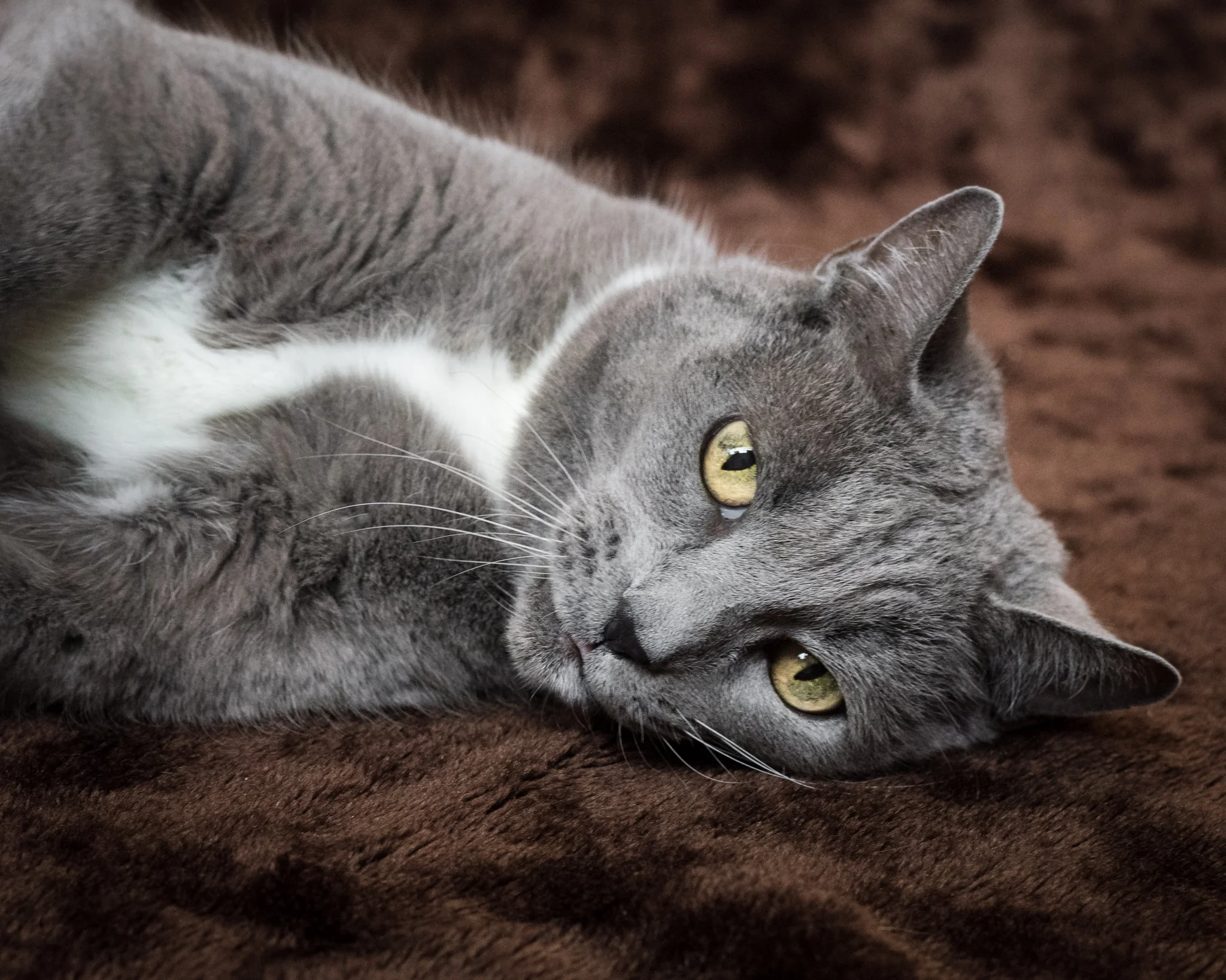 Meet Macy Gray 1.jpg