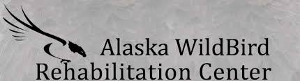 Local Plunge Grant Goes To Alaska Wildbird Rehabilitation Center 3.jpg