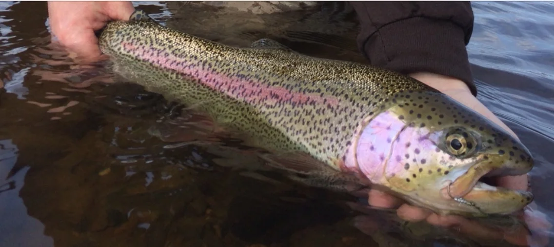  Photo by Chad Gage: Photographing fish in the water easier on the fish and makes for more interesting photographs. 