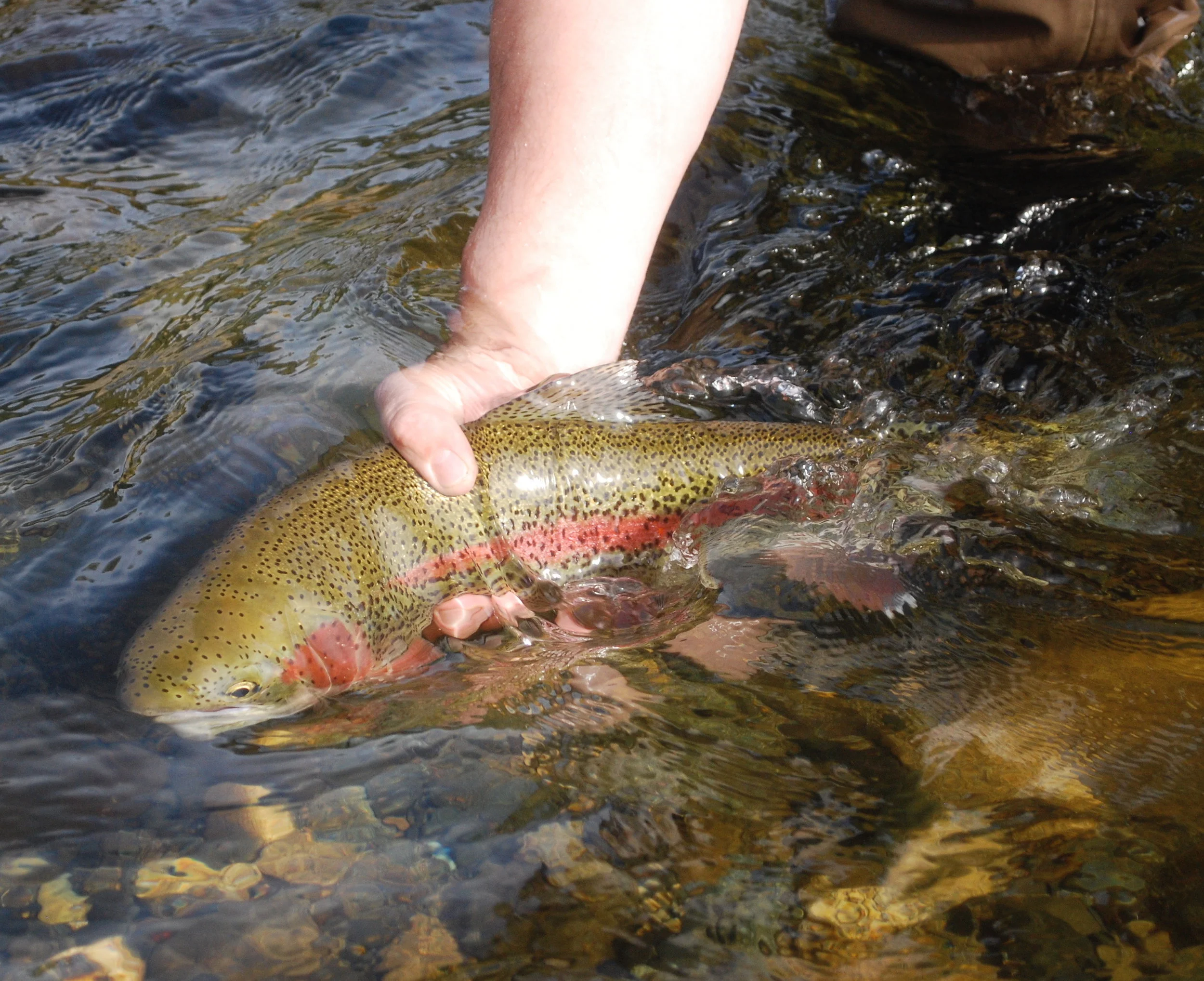  Photo by Ben Rowell: Reviving a leopard rainbow trout in Montana Creek. 