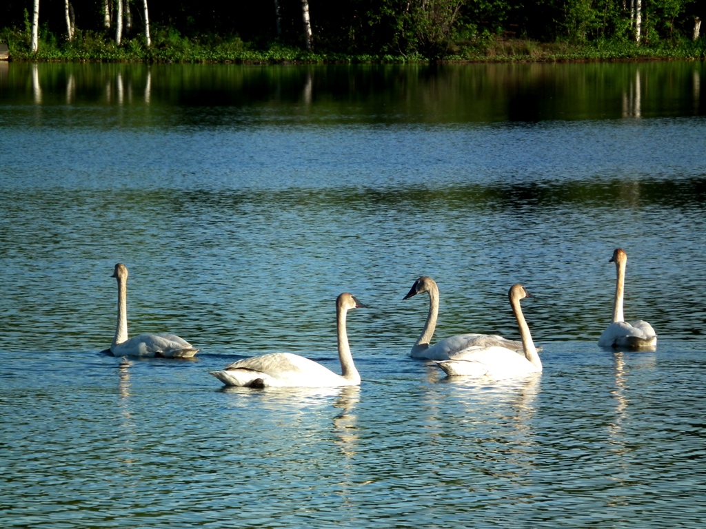 Oasis swans.jpg