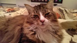 PETS & ANIMALS - Adopt KC - Copy.jpg