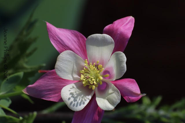 COMMUNITY - Join Us At The Annual Valley Garden Club Plant Sale! 1.jpg