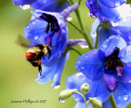 COMMUNITY - Join Us At The Annual Valley Garden Club Plant Sale! 2.jpg