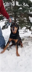 PETS & ANIMALS - Pet of the Week - Cruzer WEB.jpg
