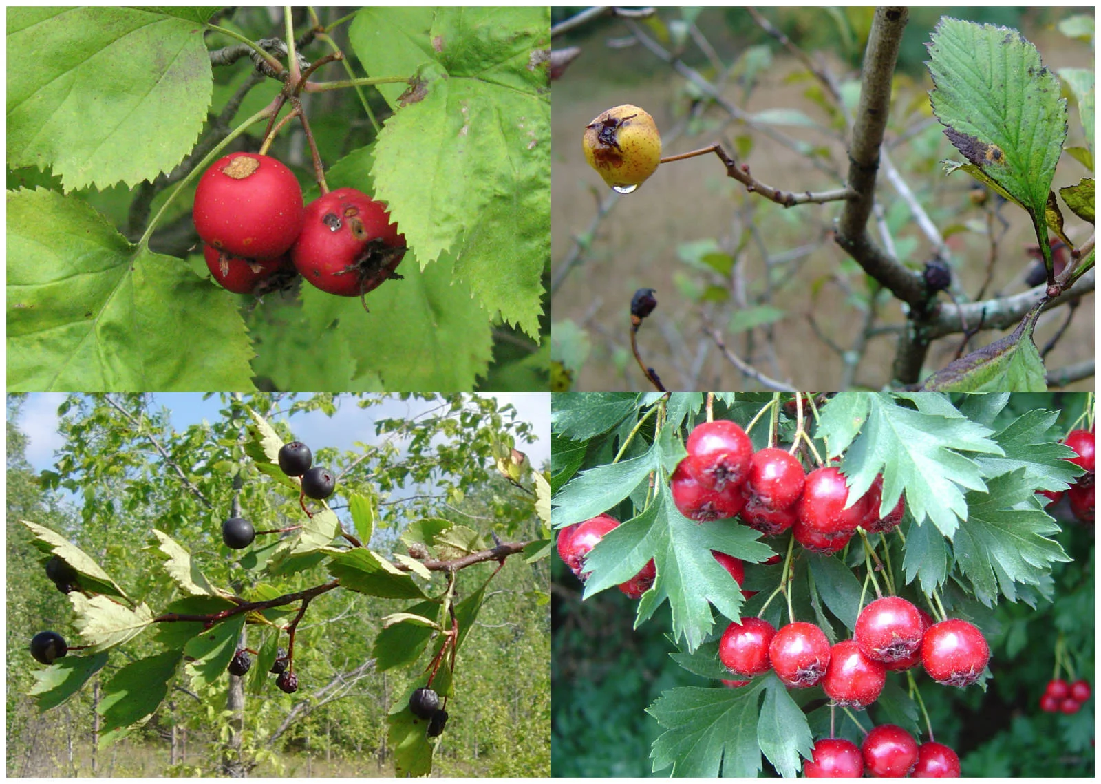 HEALTH - Hawthorn – A Natural Heart Tonic WEB.jpg