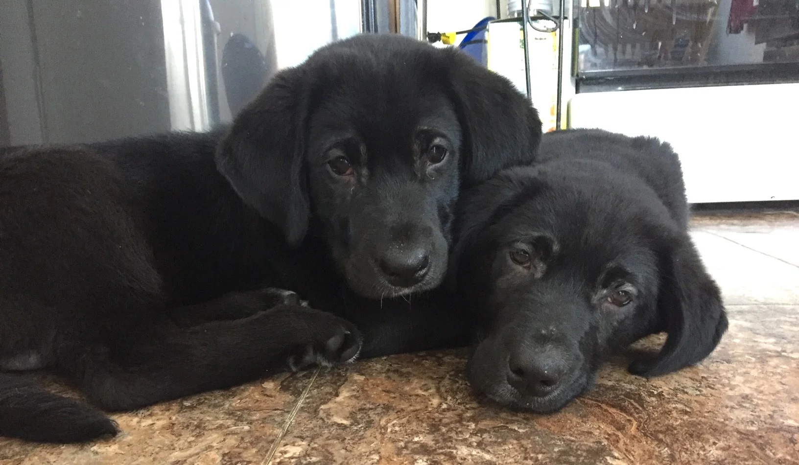 PETS & ANIMALS - Meet Johnny Jones and Riley.jpg