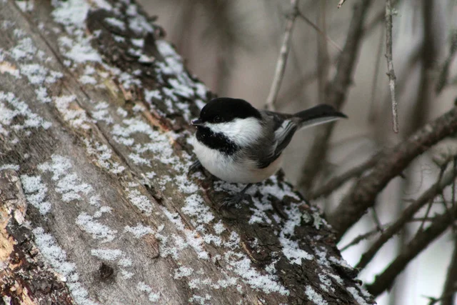 ANIMALS - Spring for the Birds! (6) WEB.jpeg