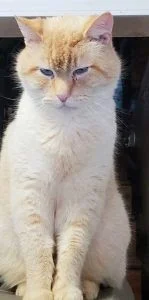 PETS+%26+ANIMALS+-+Mr+butters+WEB.jpg