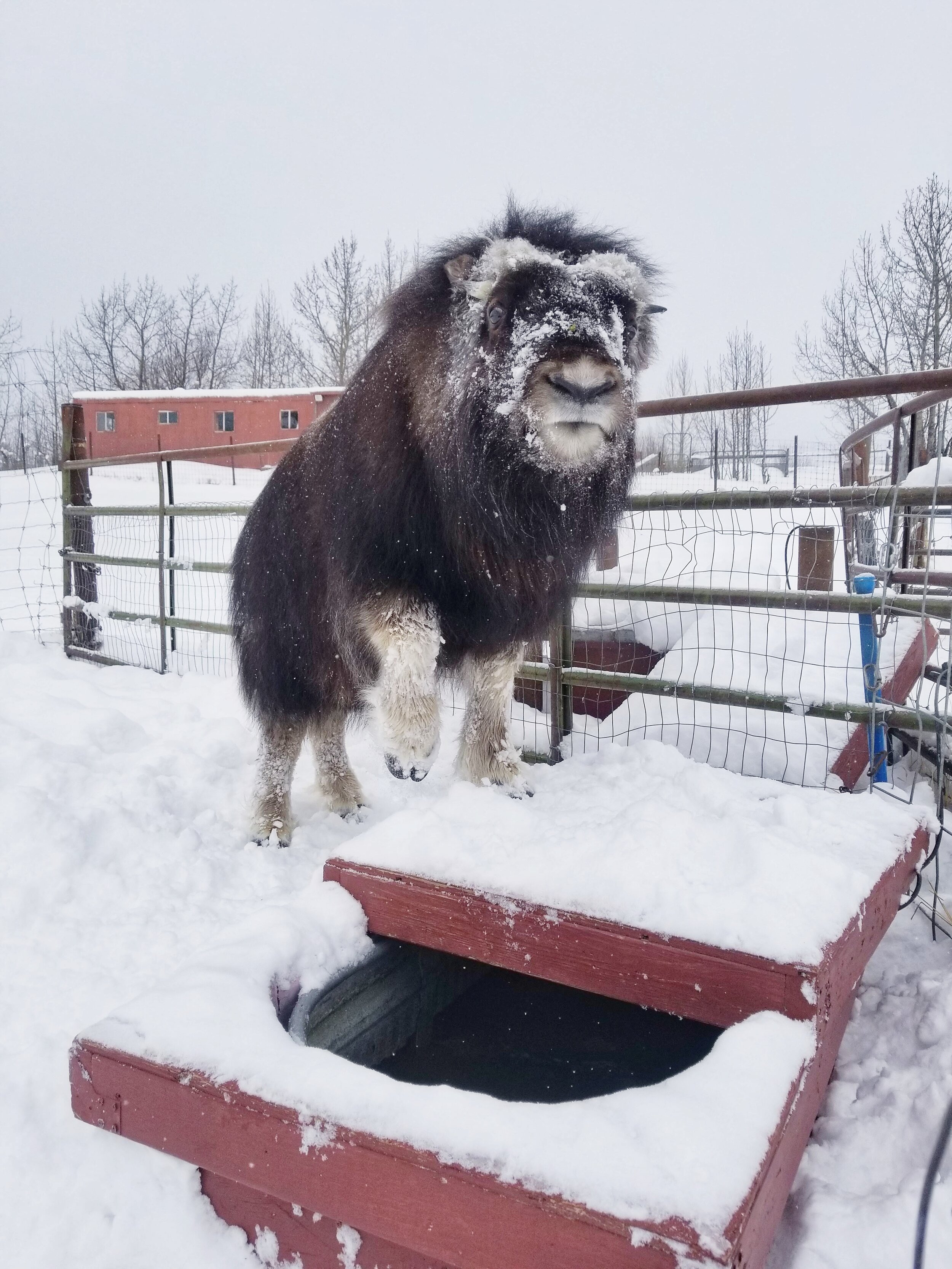 Winter Tours at the Musk Ox Farm 2.jpeg