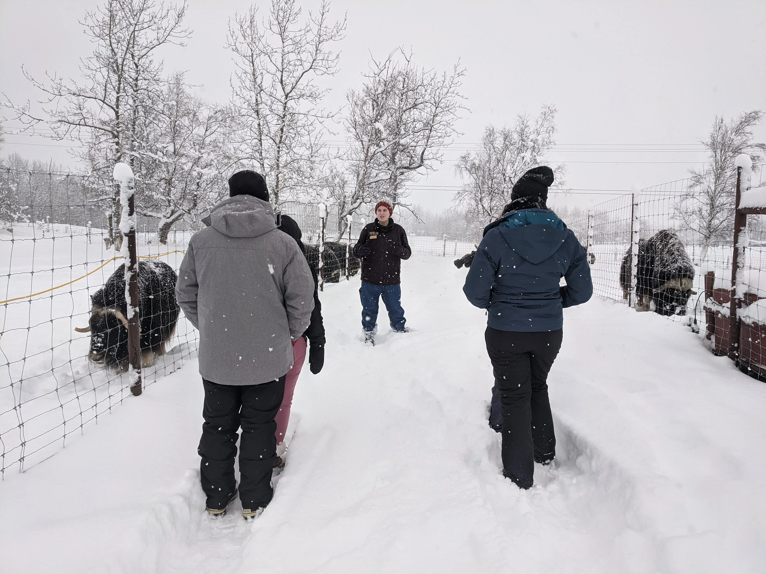 Winter Tours at the Musk Ox Farm.jpg
