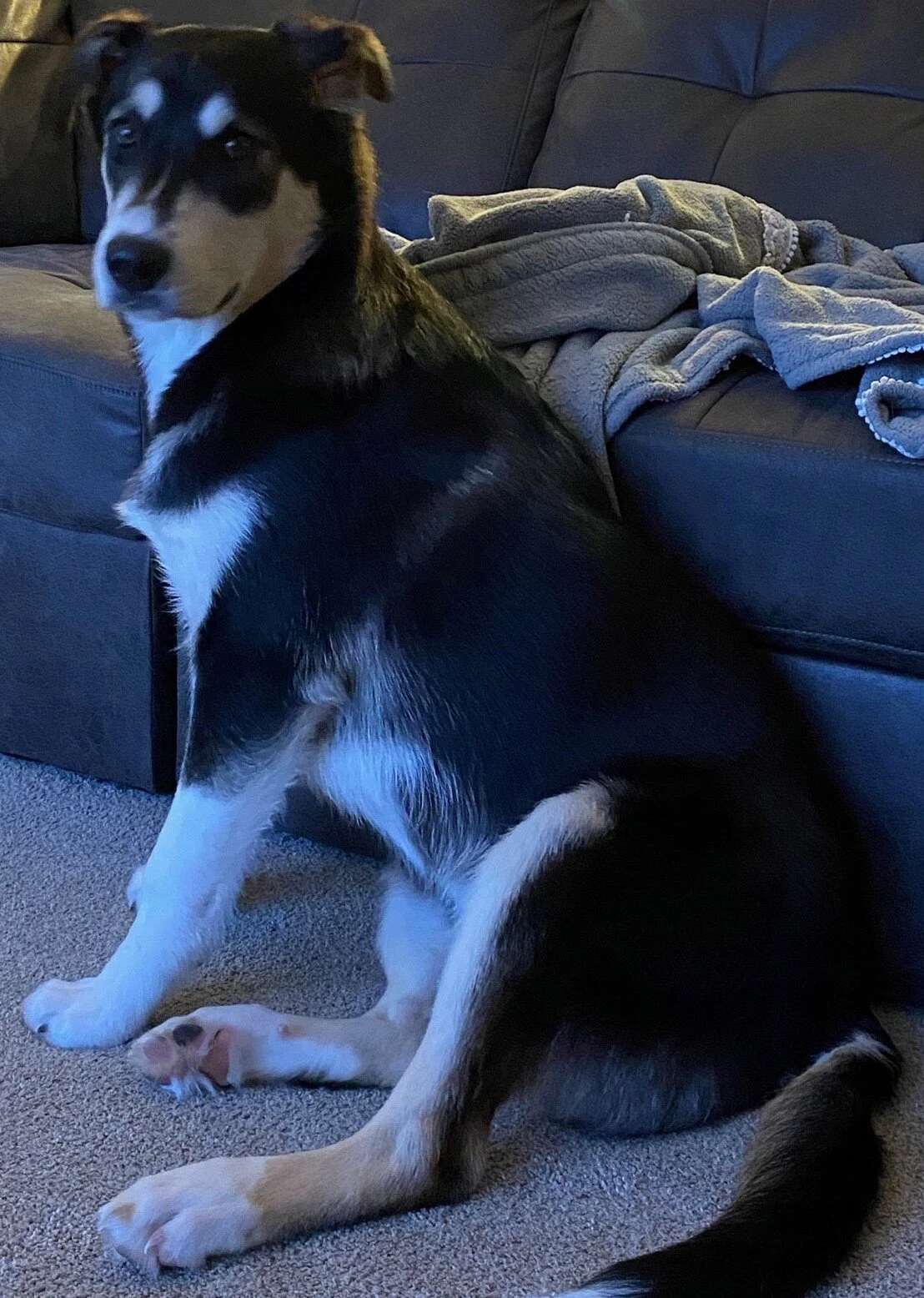 Matching a Shelter Dog to a Family.jpg