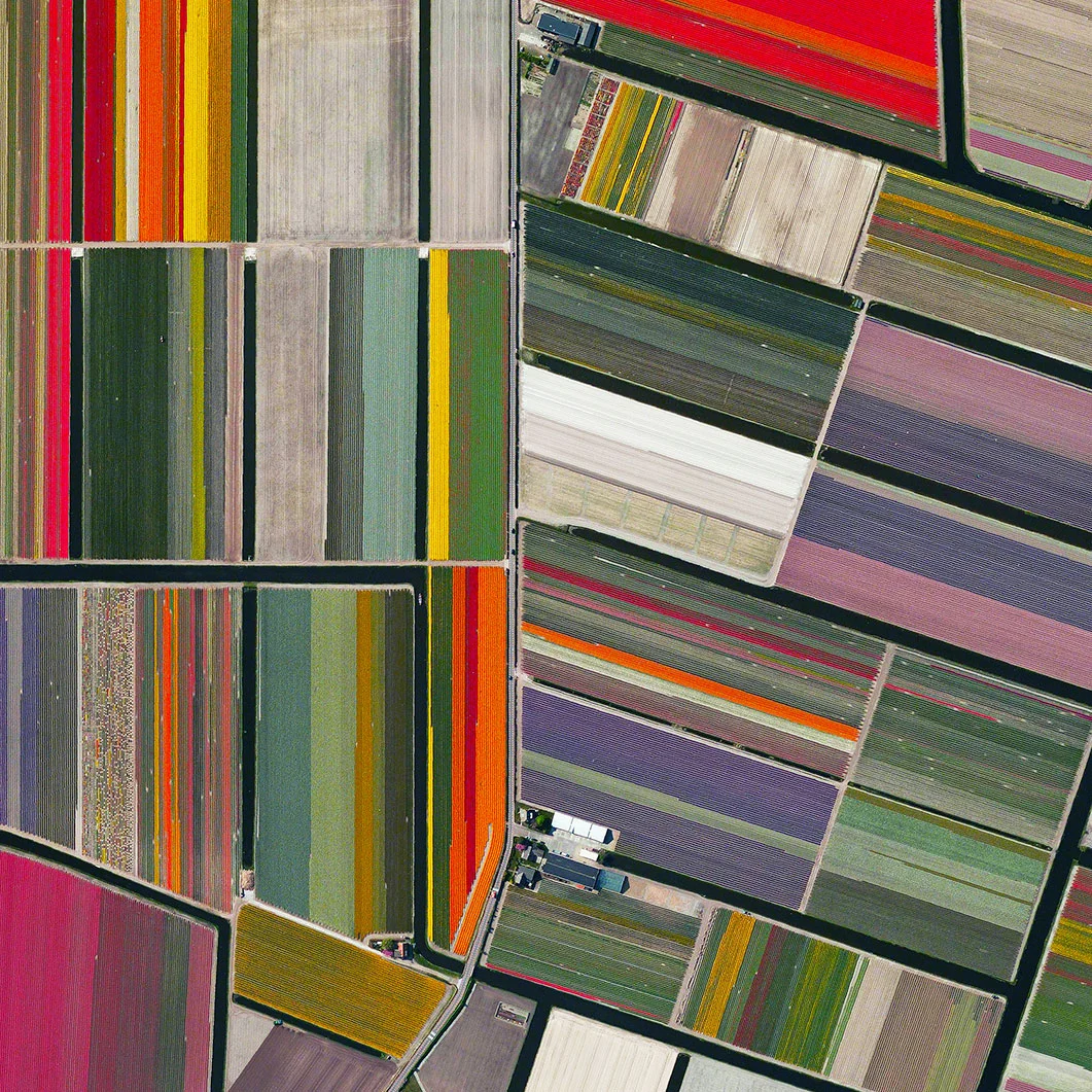 Dutch-Tulips-UpOnWalls.jpg