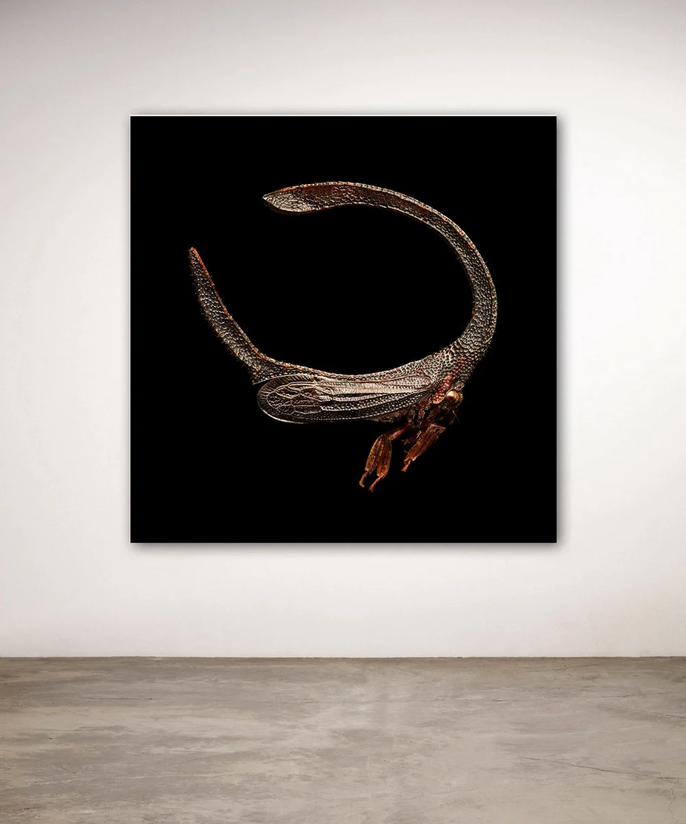 Uponwalls_Branched+Backed+Treehopper_wall.jpg