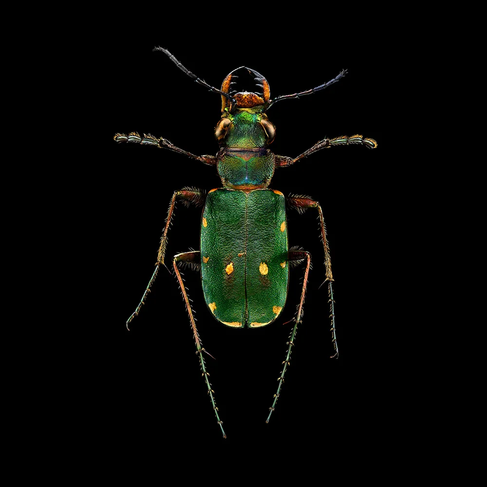 Uponwalls_Green+Tiger+Beetle_4160MB.jpg