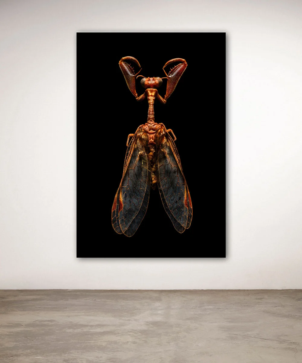 Uponwalls_Mantis+Fly_wall.jpg
