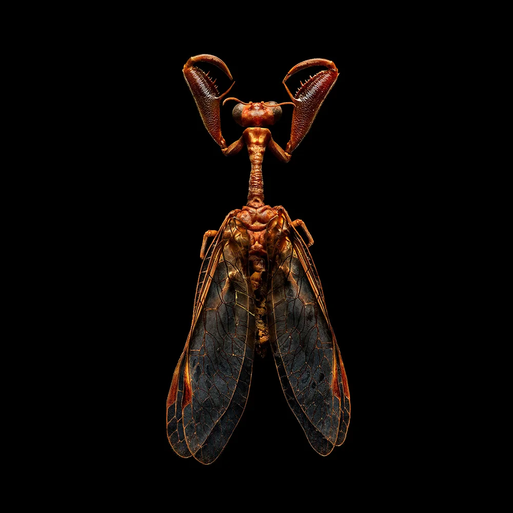 Uponwalls_Mantis+Fly_4160MB.jpg