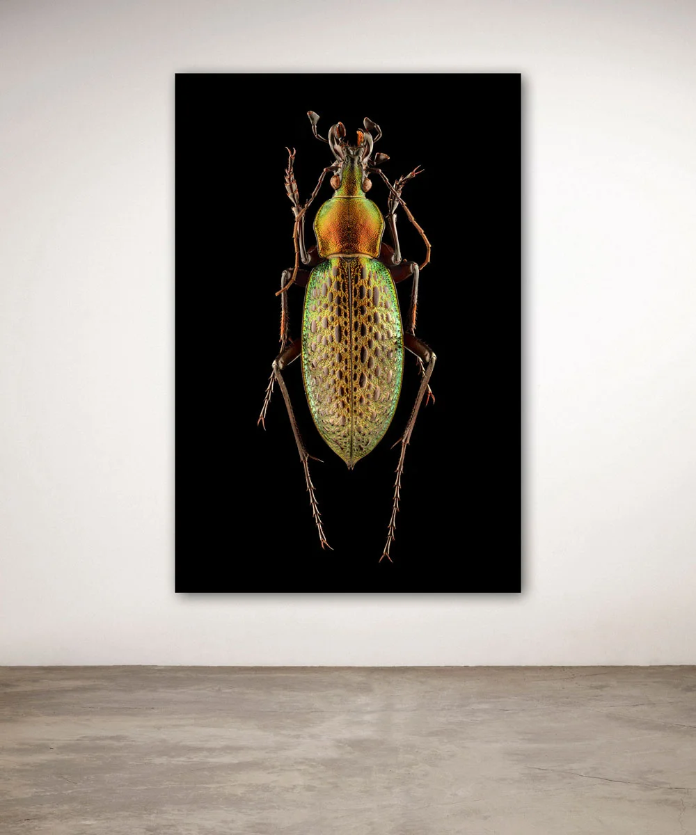 Uponwalls_Ground+Beetle_China_wall.jpg