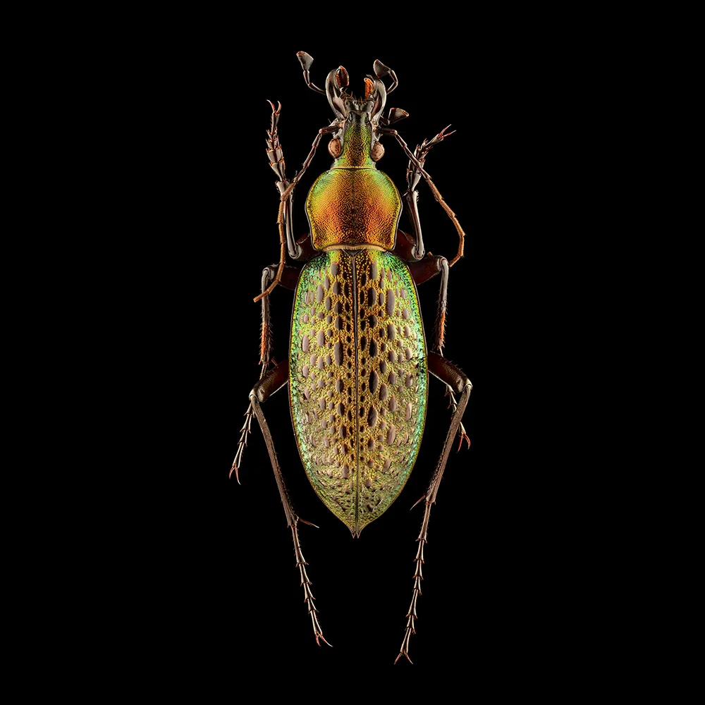 Uponwalls_Ground+Beetle_China_3570MB.jpg