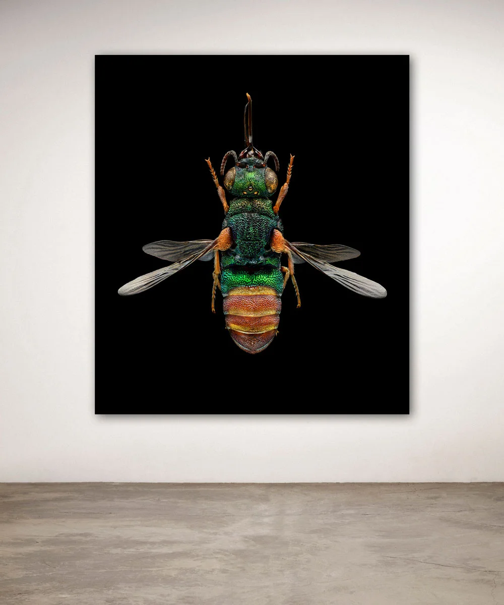 Uponwalls_Ruby-tailed+Wasp+wall.jpg
